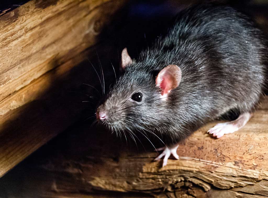 Dark gray rat with pink ears and feet crouching on rough wooden boards.