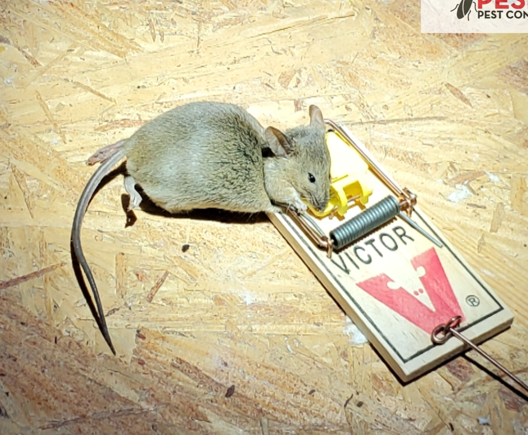Gray mouse caught on a Victor snap trap on a tan OSB wood surface.