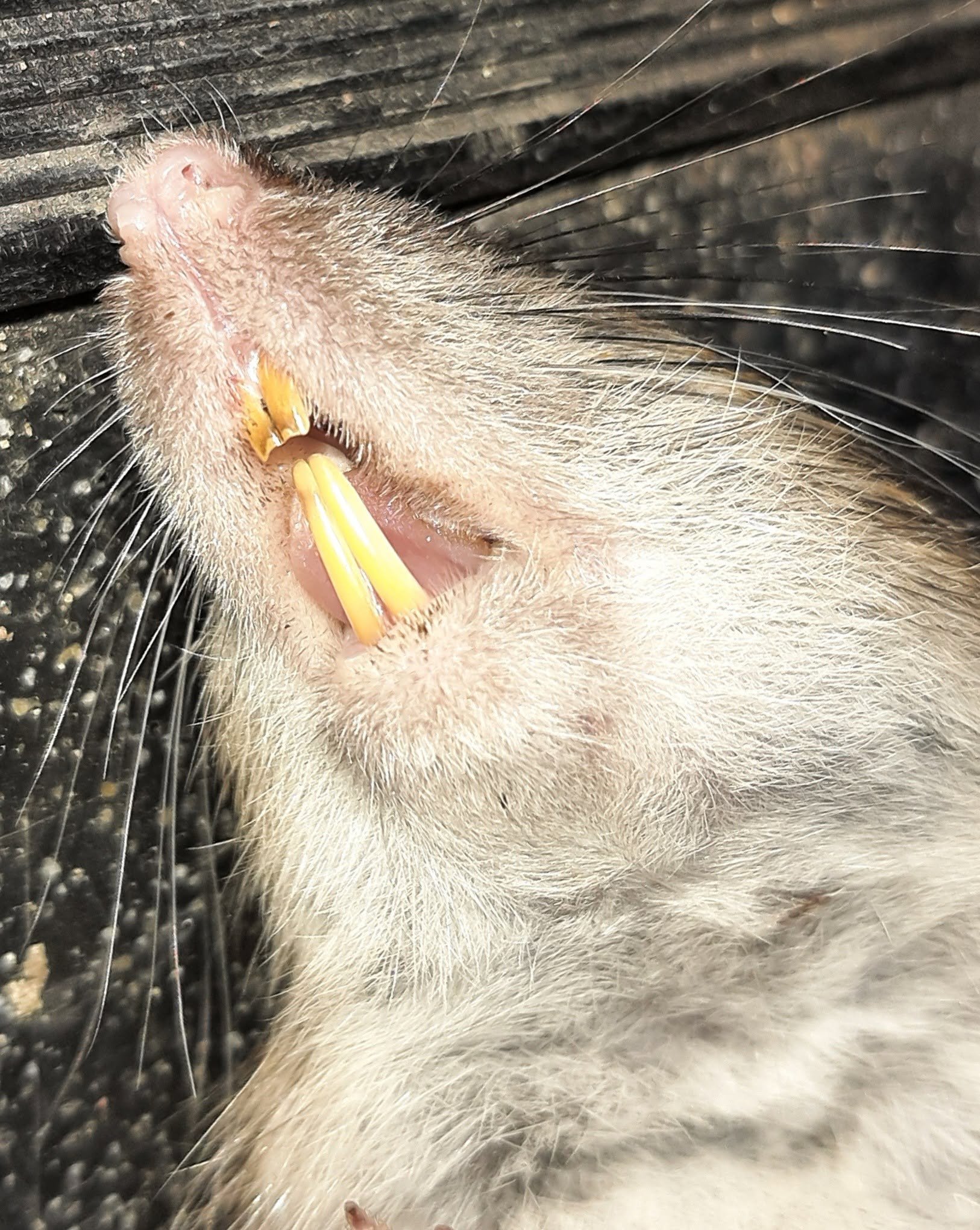Close-up of a small furry animal’s pink muzzle, long whiskers, and prominent yellow front teeth.