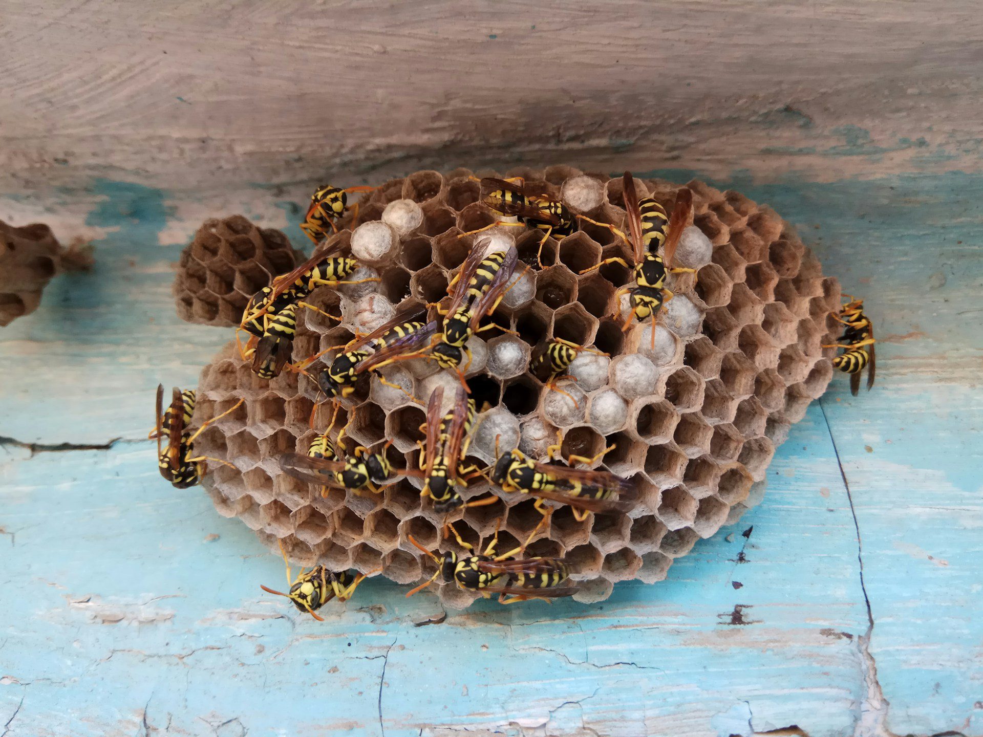 Numerous yellow-and-black wasps cover an exposed paper nest on weathered turquoise wood.
