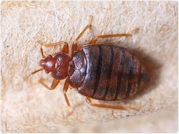 Close-up of a reddish-brown, oval, segmented insect with six legs on a pale textured surface.