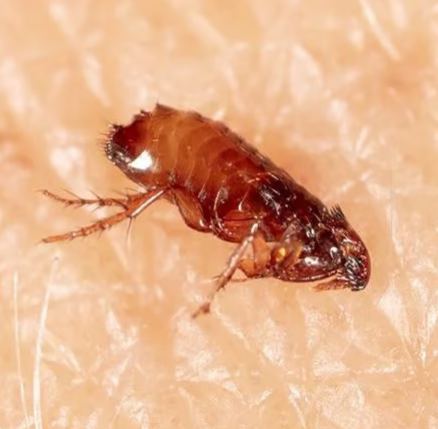 Reddish-brown flattened insect with spindly legs resting on a pale textured surface.